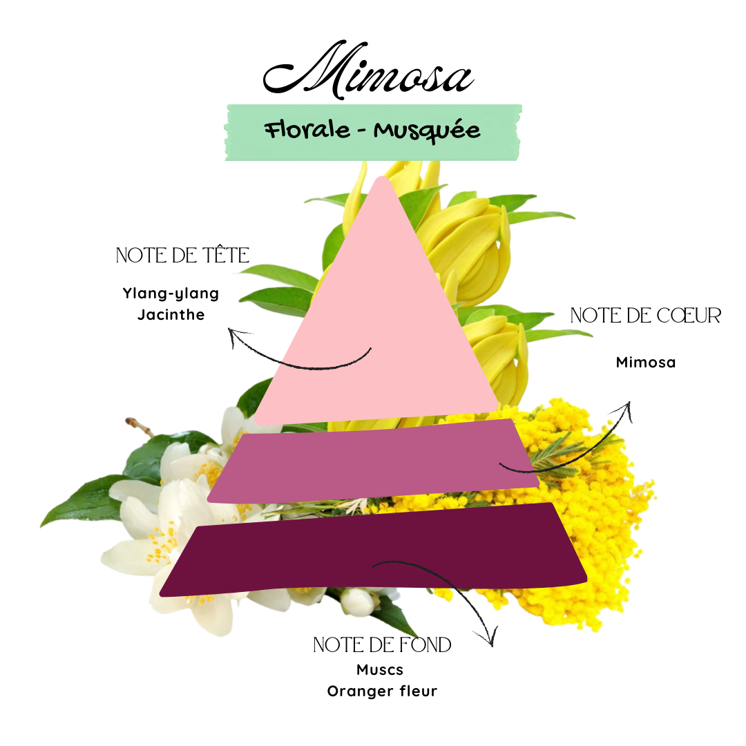 Mimosa